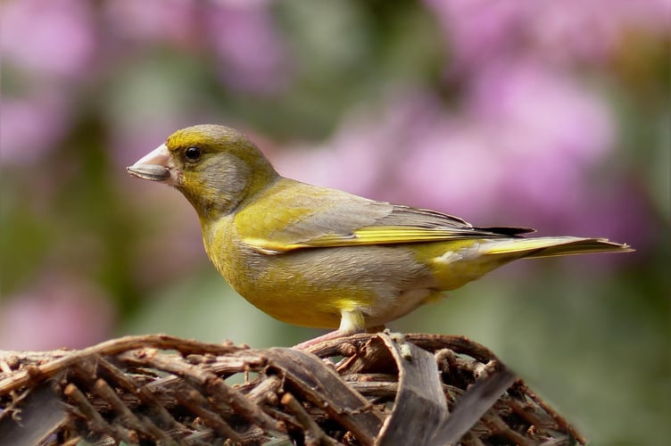 Greenfinch Image by Christiane from Pixabay