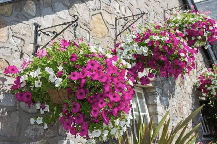 A selection of lush hanging baskets in full bloom, showcasing locally grown plants ideal for homes and businesses.