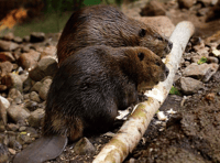 Beaver reintroduction progresses in Forest of Dean