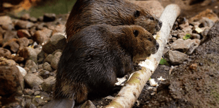 Beaver reintroduction progresses in Forest of Dean