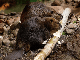 Beaver reintroduction progresses in Forest of Dean