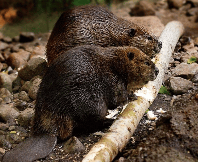 Beaver reintroduction progresses in Forest of Dean