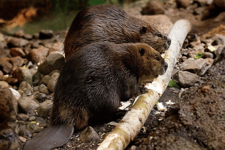 Beavers in Forest of Dean enclosures are already showing how the species could benefit the local environment.