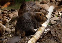 Beaver reintroduction advances in Forest of Dean