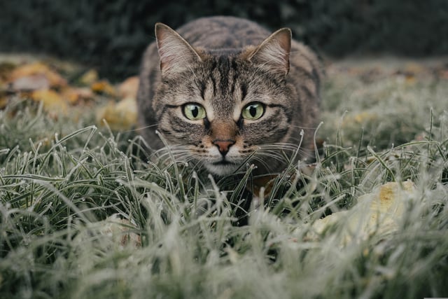 Pet cats from new development could devastate nightingale population 