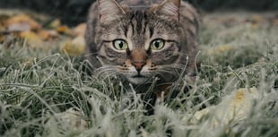 Pet cats from new development could devastate nightingale population 