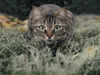 Pet cats from new development could devastate nightingale population 
