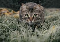 Pet cats from new development could devastate nightingale population warns RSPB