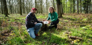 Bronze Age axe found in Forest