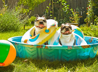 Council warns dog owners of heat risks