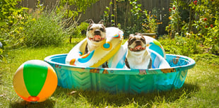 Council warns dog owners of heat risks