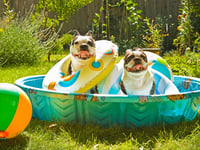 Council warns dog owners of heat risks