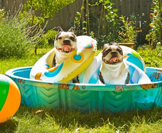 Council warns dog owners of heat risks