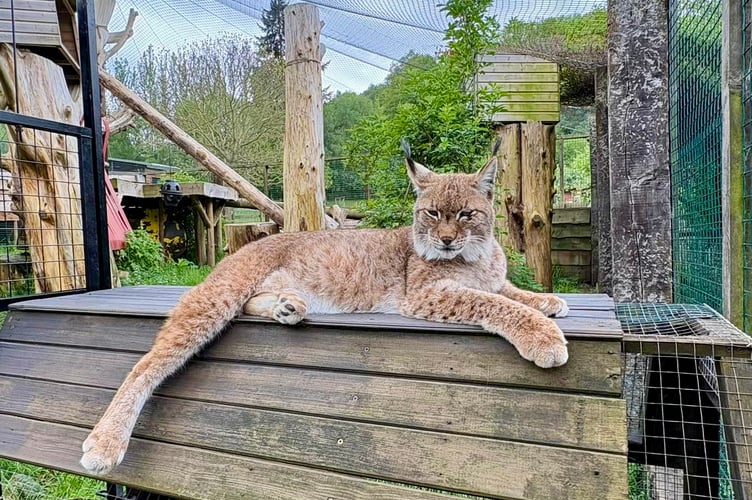A mountain lion puts its feet up