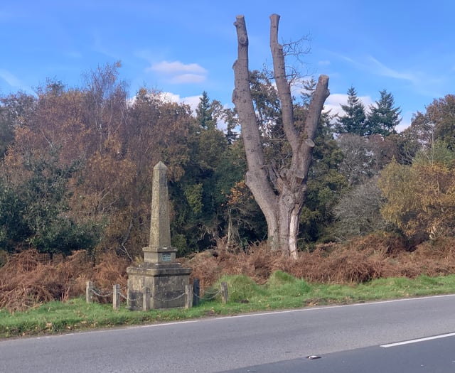 40mph limit call to stop 'bloody carnage' on Forest roads