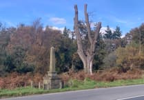 40mph limit call to stop 'bloody carnage' on Forest roads