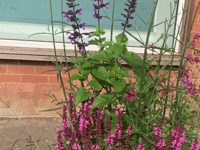 Newent's volunteers create vibrant displays