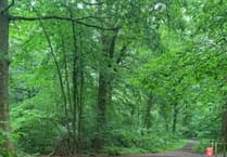 Celebrating 200th run at Forest of Dean parkrun