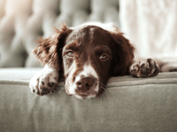 Forest of Dean tenants' pet rights