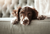 New pet rights for renters