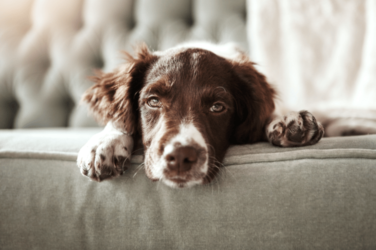 Forest of Dean District Council is reminding tenants and landlords about new rental laws, including stronger protections for people who want to keep pets in privately rented homes.