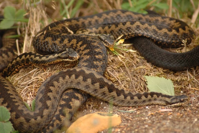 Caution urged as adders emerge in the Forest