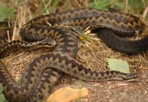 Caution urged as adders emerge in the Forest of Dean