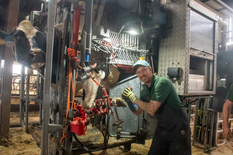 Tom Morris attends to the feet of a cow.