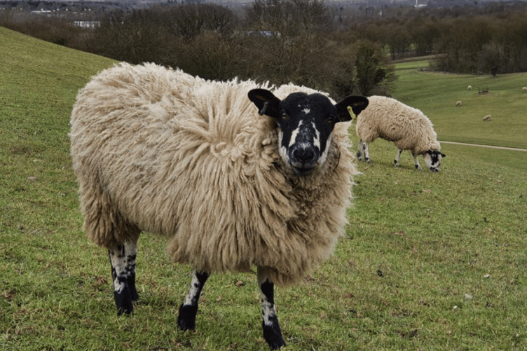 Commoners have reassured residents that sheep grazing on the Forest of Dean are protected by their fleece despite the current red heat-health alert.