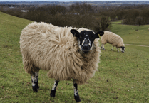 Why Dean sheep retain fleece in heatwave