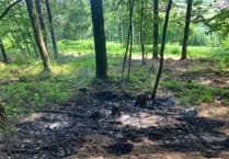 Forestry England reminds public to avoid lighting fires amid another heatwave