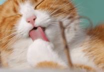 Cat owner's road safety plea after pet's death