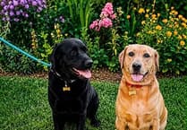 Meet Megan and Merlin: Labradors seeking a home