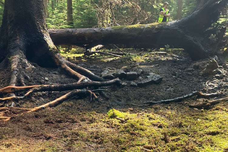Fire Forest of Dean