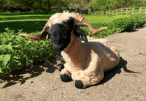 Sheep owner fears bluetongue spread in South West