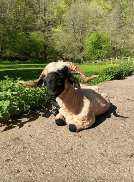 Alisha Russ's Valais Blacknose sheep, as concern grows over the spread of bluetongue across the South West.