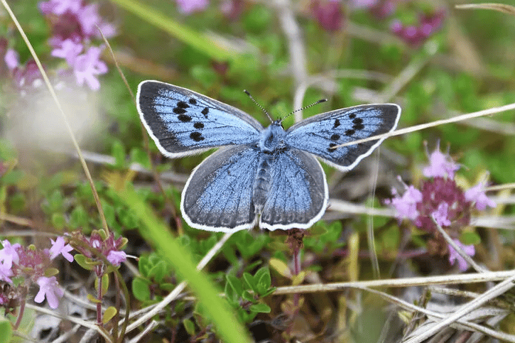 The Large blue butterfly is among six threatened insect and plant species being studied as part of a major conservation project examining the impact of climate change and extreme weather.