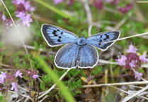 Gloucestershire rare species at risk from climate change