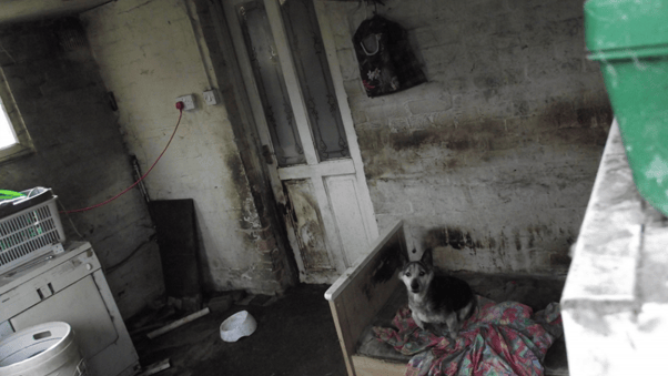 Ruardean woman sentenced for animal welfare offences