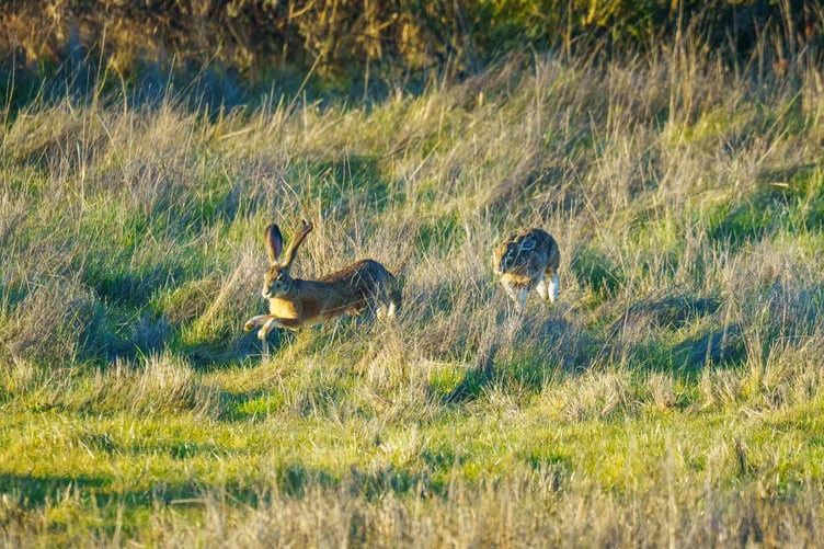 Hares