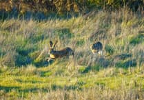 Five accused of hare coursing in Cheltenham area