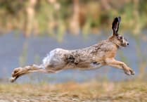 Two sentenced for hare coursing while three others will stand trial in New Year