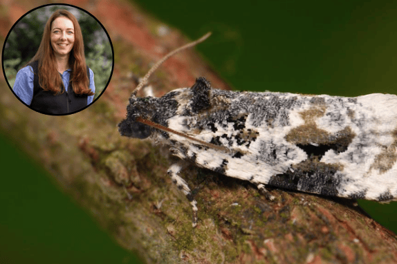 Dr Lucy Garrett is helping lead Hartpury University’s work to better understand and protect the rare mistletoe marble moth.