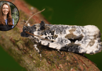 Hartpury aids rare moth conservation