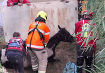 Two animal rescues in one week