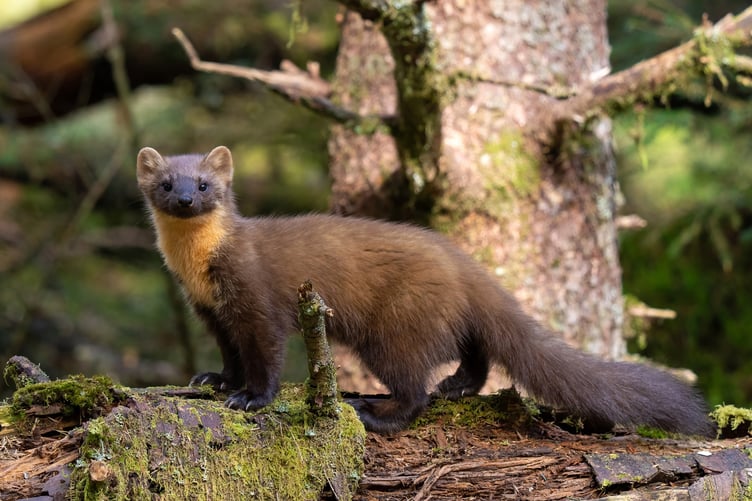 Vincent Wildlife Trust launches new annual pine marten citizen science survey to help inform future conservation actions