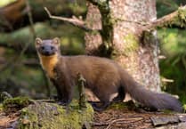Trust launches annual pine marten survey