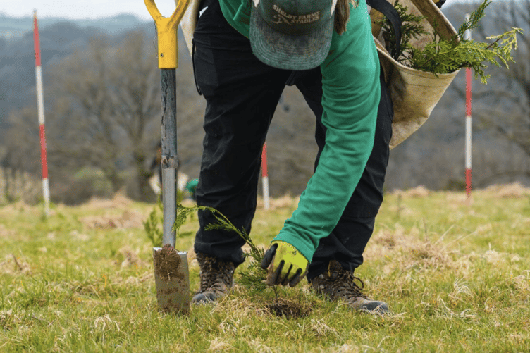Forestry England has planted thousands of young trees as part of efforts to create new woodland.