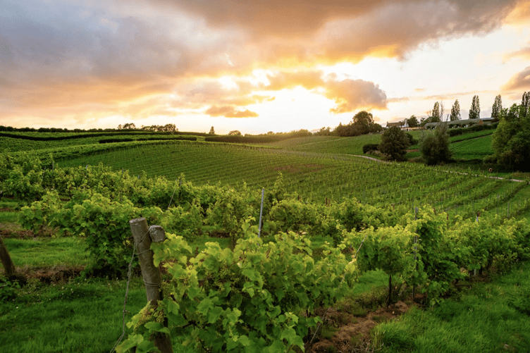 Three Choirs Vineyards near Newent is predicting an exceptional 2026 vintage after a hot, dry summer provided favourable growing conditions across its 75 acres of vines.