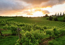 Vineyard's promising grape harvest forecasted
